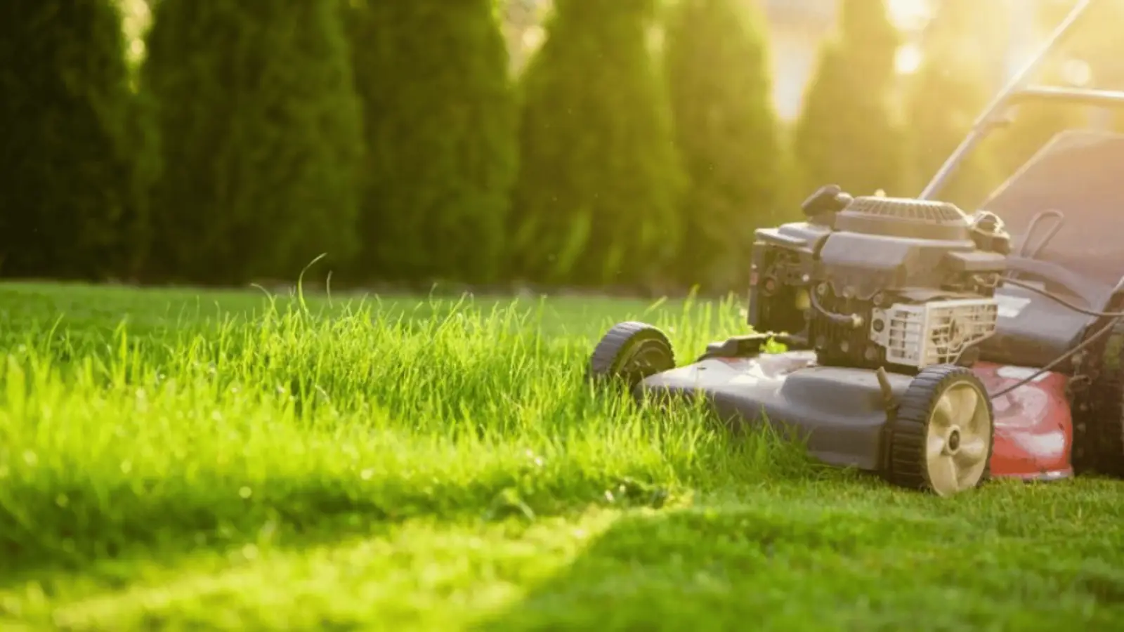 MDA Services — lawn care in Mount Annan